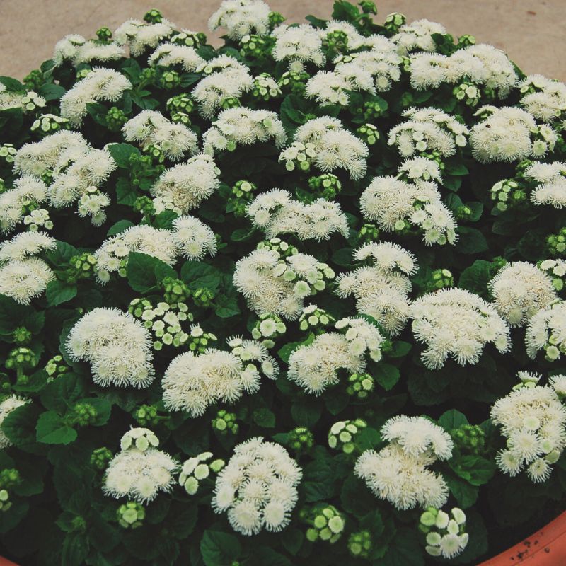 Ageratum Aloha White F1 Seed