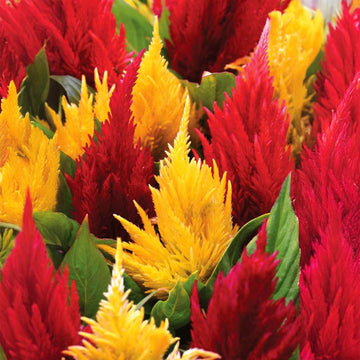 Celosia First Flame Mix Seed