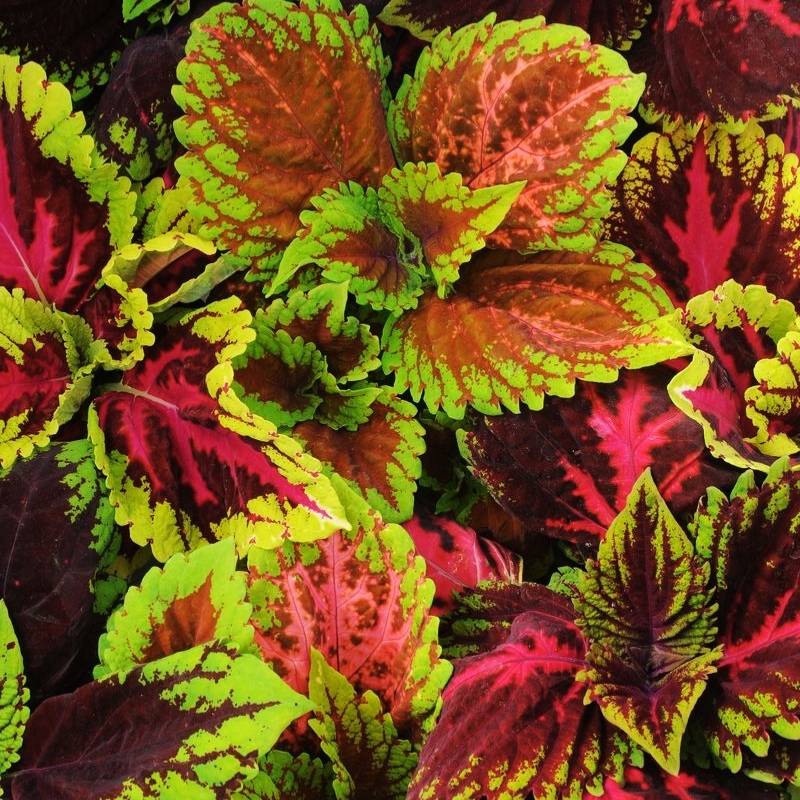 Coleus Kong Empire Mix Seed