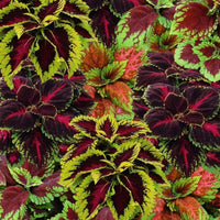 Coleus Kong Empire Mix Seed