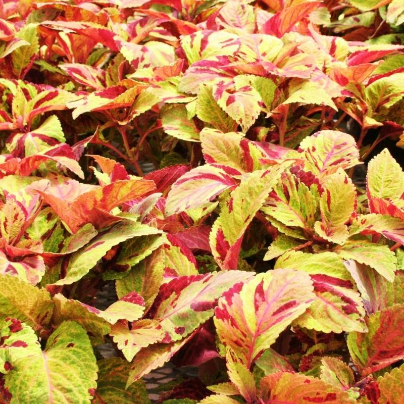 Coleus Mighty Mosaic Seed