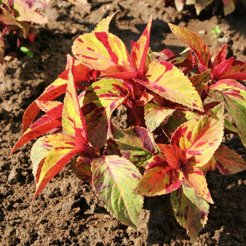 Coleus Mighty Mosaic Seed