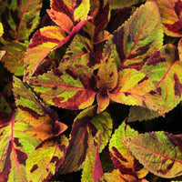 Coleus Mighty Mosaic Seed