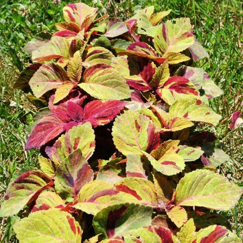 Coleus Mighty Mosaic Seed