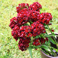 Dianthus Sweet Black Cherry F1 Seed