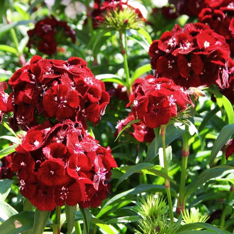 Dianthus Sweet Black Cherry F1 Seed