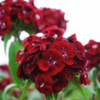 Dianthus Sweet Black Cherry F1 Seed