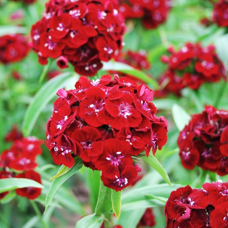 Dianthus Sweet Black Cherry F1 Seed