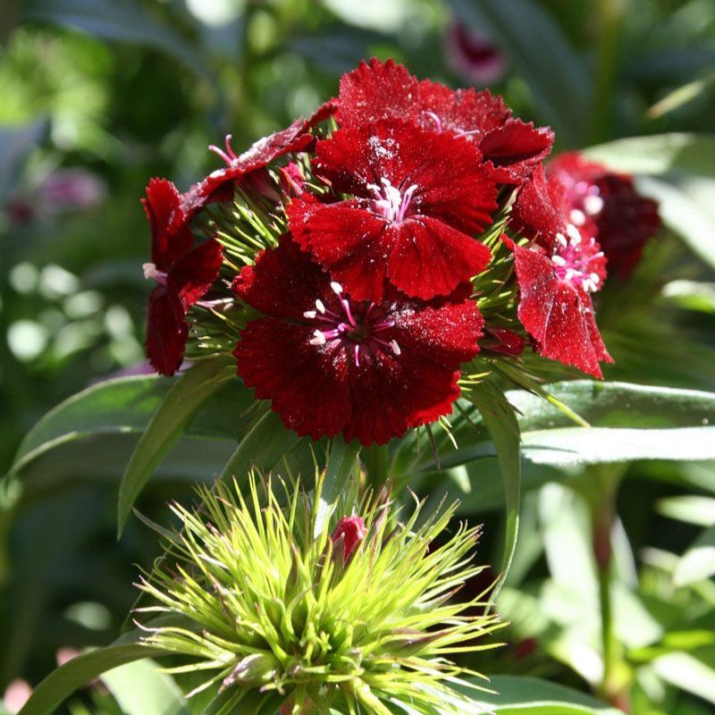 Dianthus Sweet Black Cherry F1 Seed