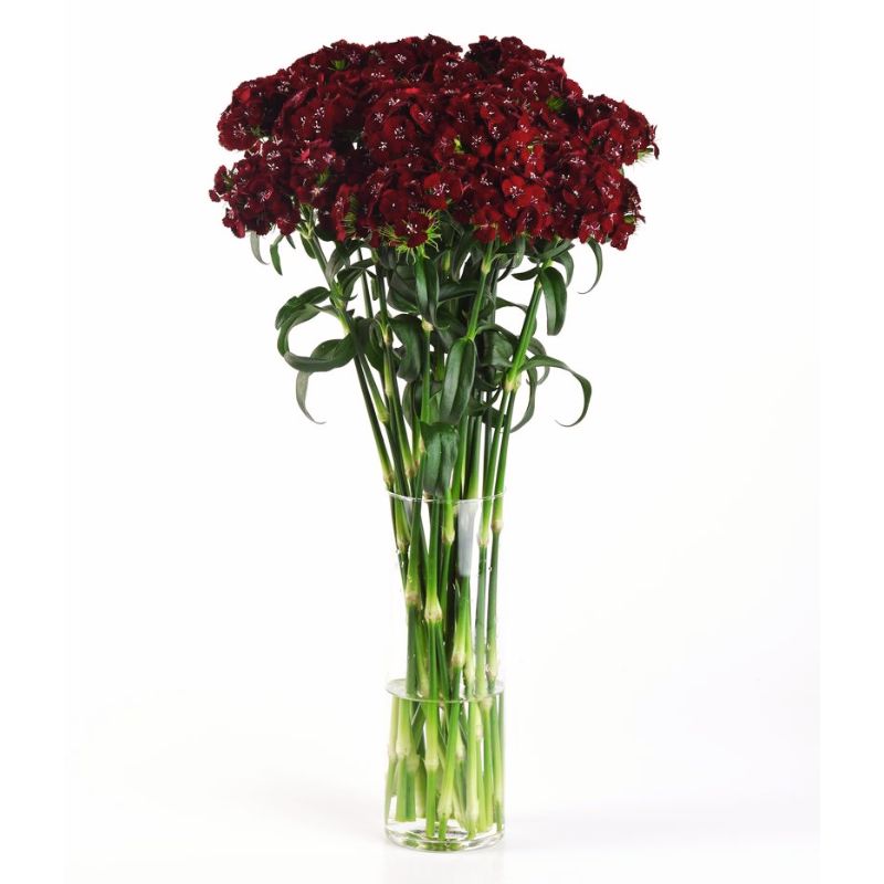 Dianthus Sweet Black Cherry F1 Seed