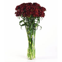 Dianthus Sweet Black Cherry F1 Seed