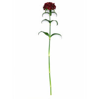 Dianthus Sweet Black Cherry F1 Seed