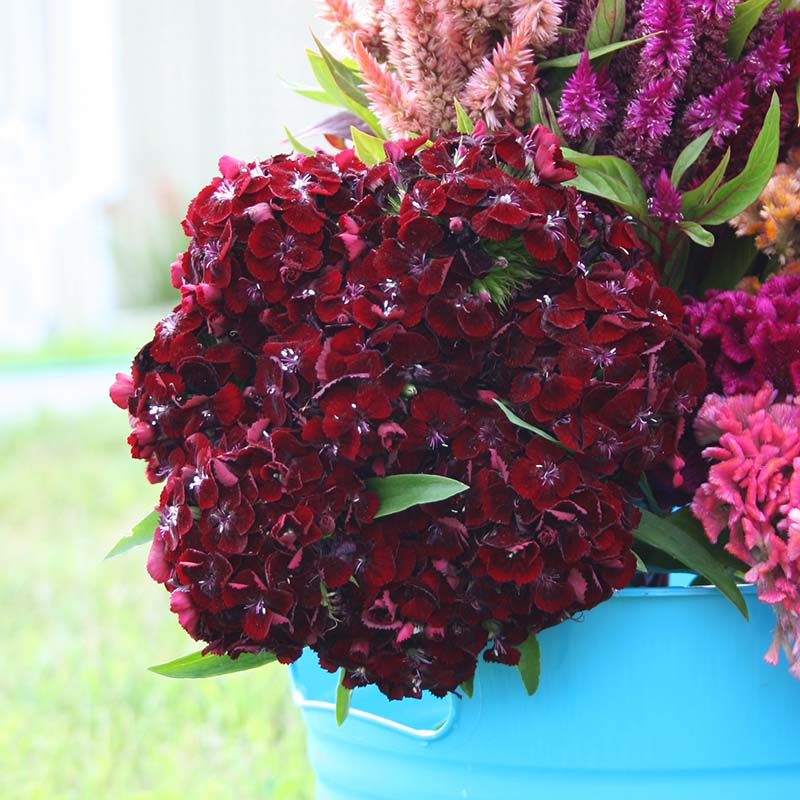 Dianthus Sweet Black Cherry F1 Seed