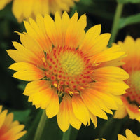 Gaillardia Mesa Peach F1 Seed