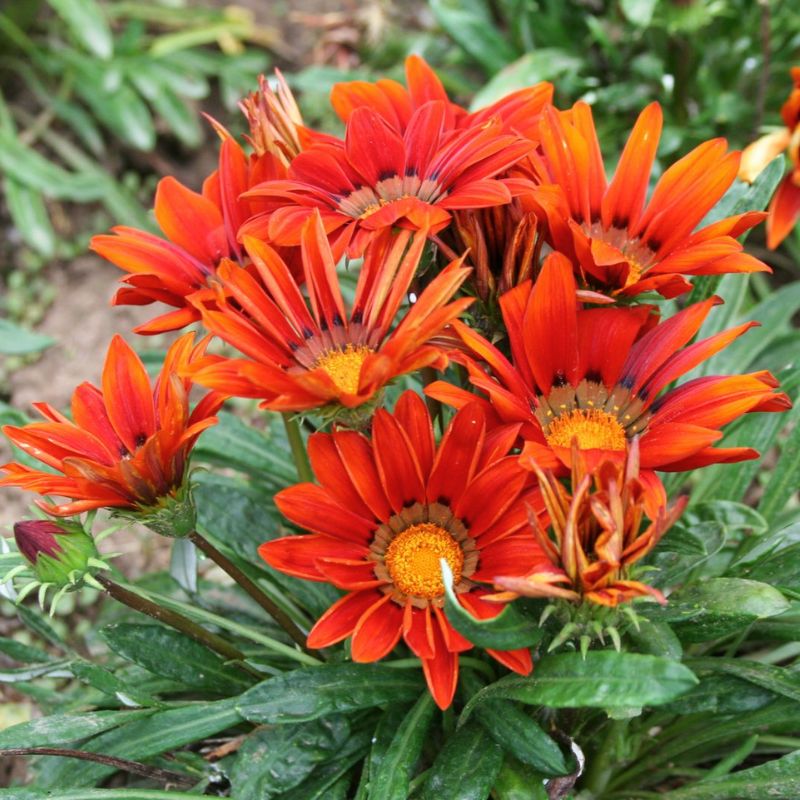 Gazania New Day Red Shades F1 Seed