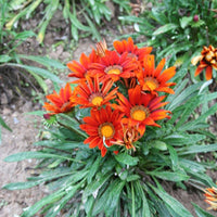 Gazania New Day Red Shades F1 Seed