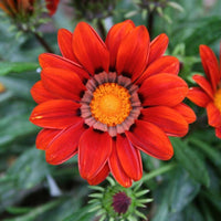 Gazania New Day Red Shades F1 Seed