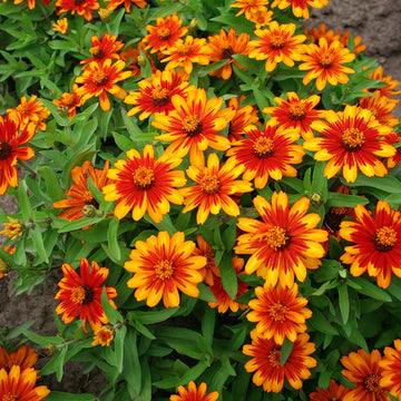 Zinnia Zahara Sunburst Seed