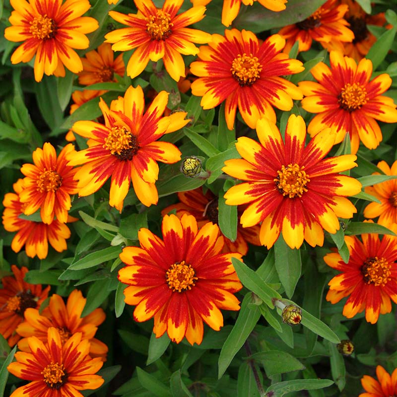 Zinnia Zahara Sunburst Seed