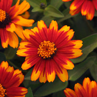 Zinnia Zahara Sunburst Seed