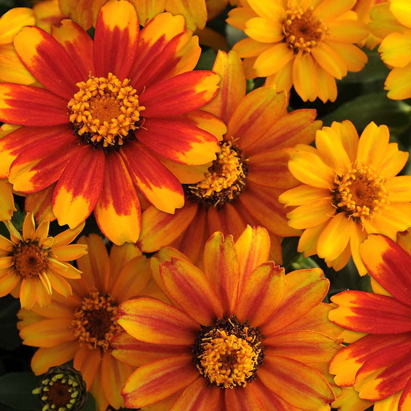 Zinnia Zahara Sunburst Seed