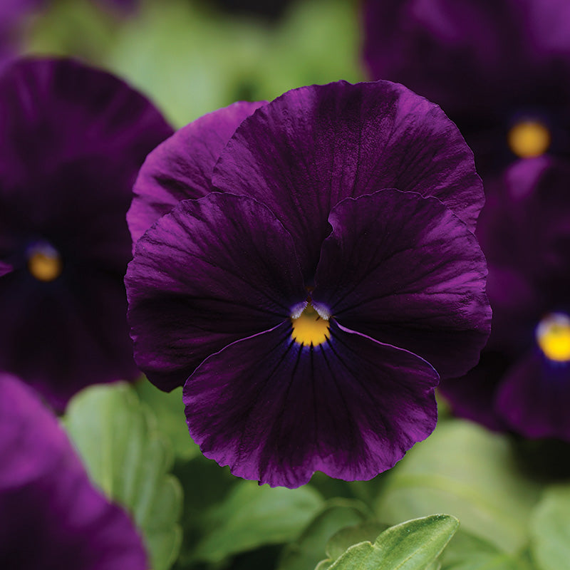 Pansy Cool Wave® Purple Seed