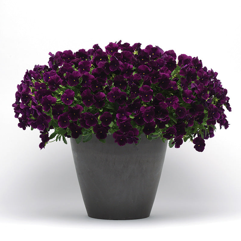 Pansy Cool Wave® Purple Seed