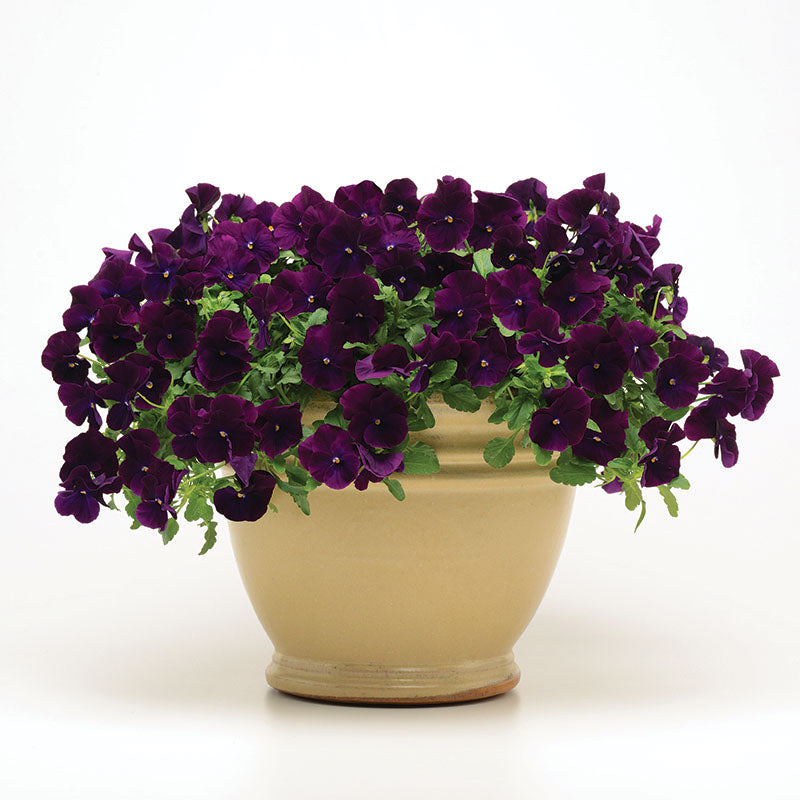 Pansy Cool Wave® Purple Seed