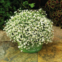 Gypsophila Gypsy White Seed