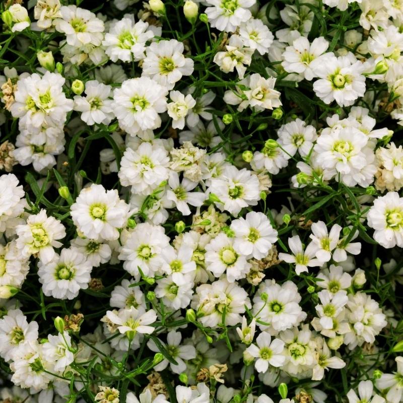 Gypsophila Gypsy White Seed