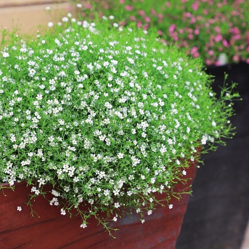 Gypsophila Gypsy White Seed