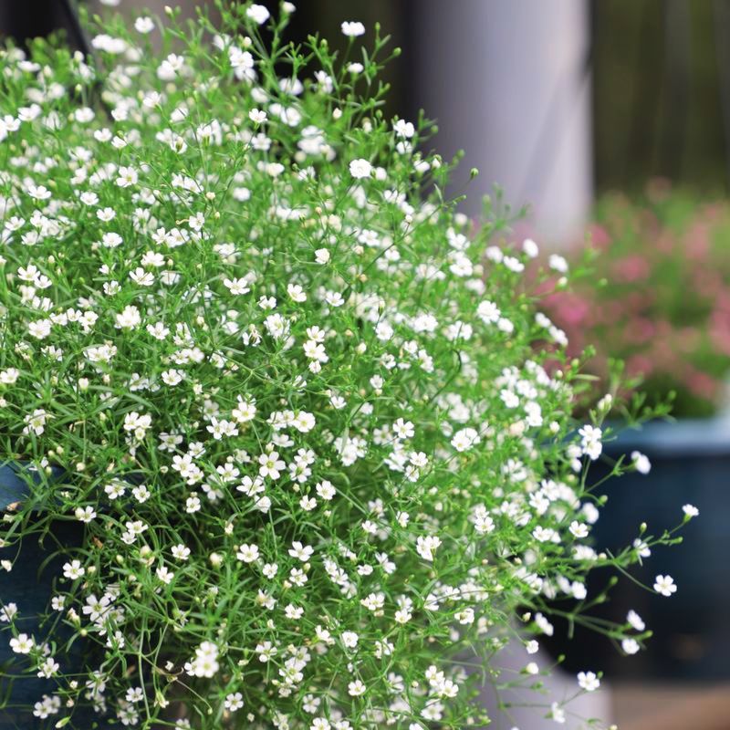 Gypsophila Gypsy White Seed