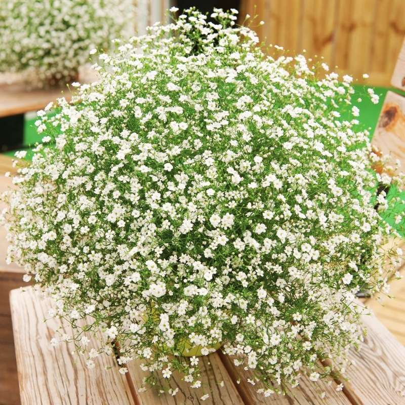 Gypsophila Gypsy White Seed