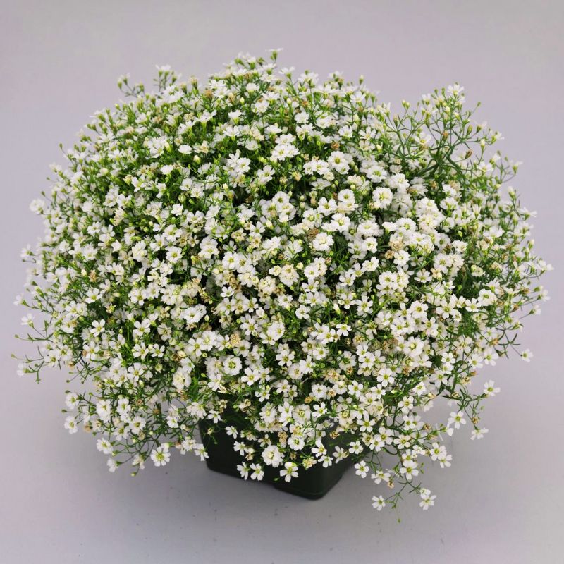 Gypsophila Gypsy White Seed