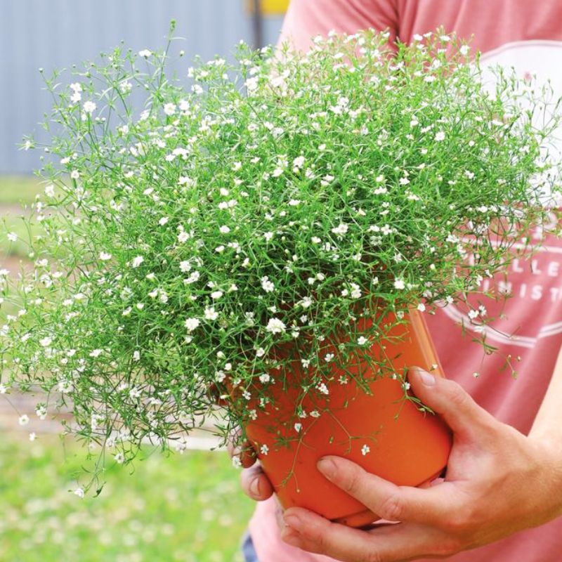 Gypsophila Gypsy White Seed