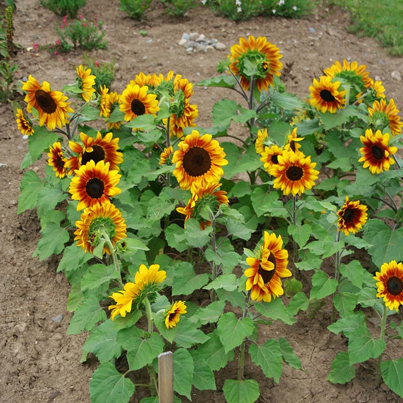 Sunflower Rio Carnival F1 Seed