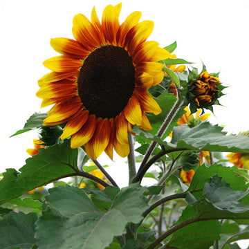 Sunflower Rio Carnival F1 Seed