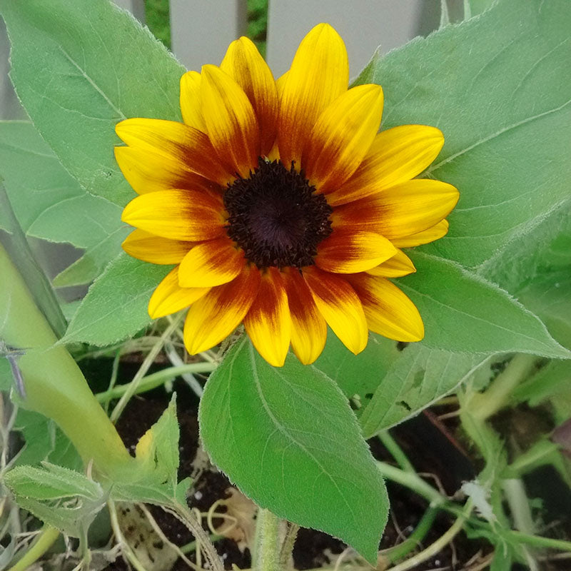 Sunflower Rio Carnival F1 Seed