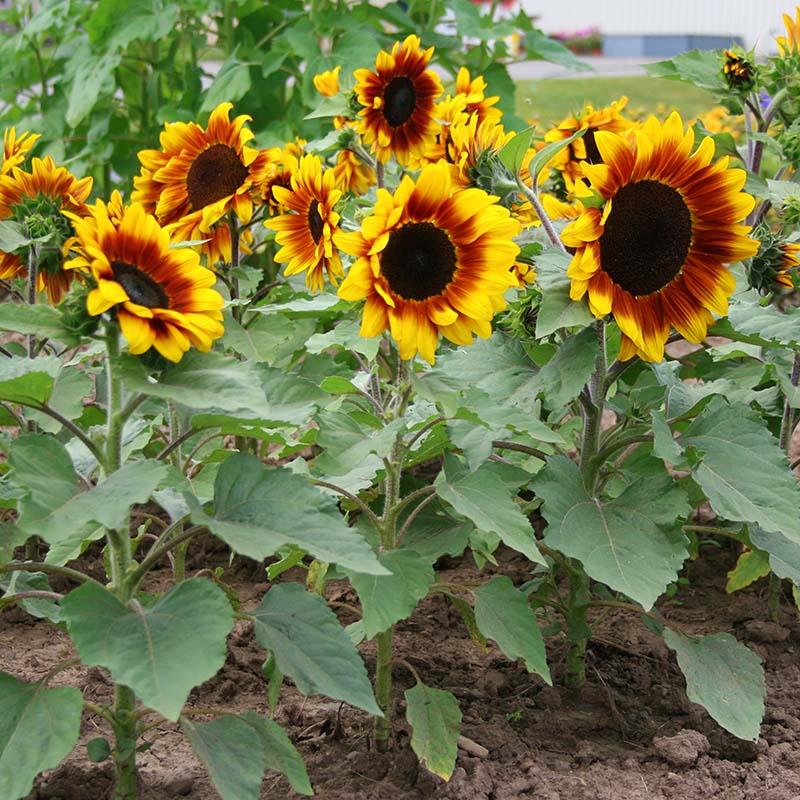 Sunflower Rio Carnival F1 Seed