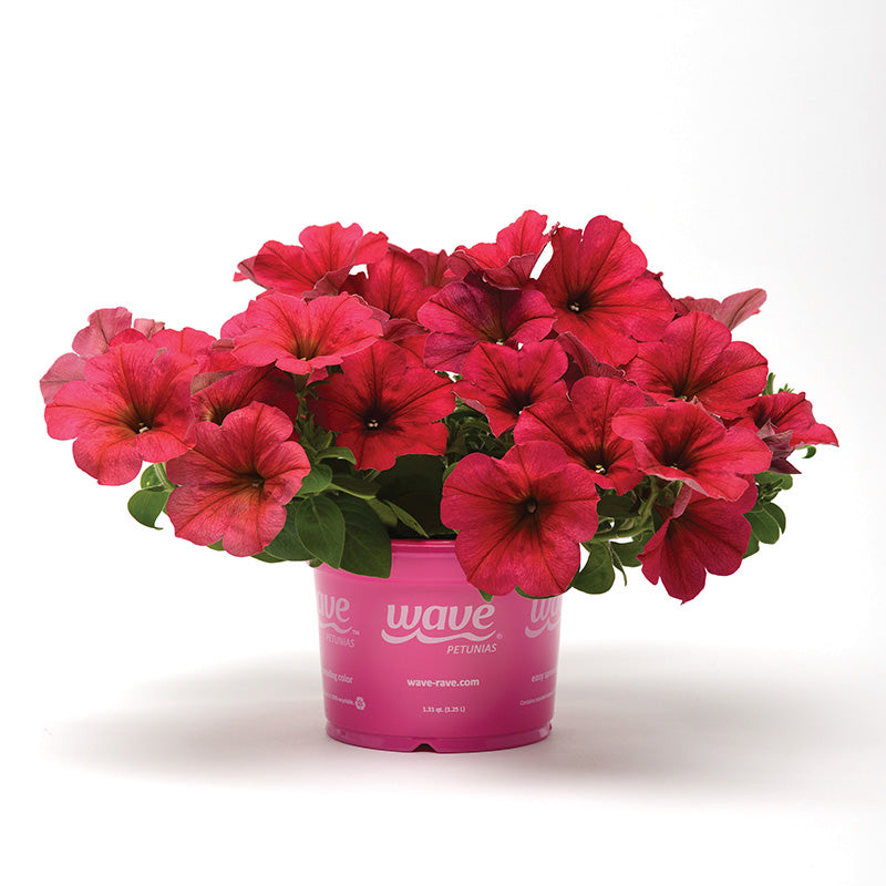 Petunia Easy Wave Velour Berry F1 Seed