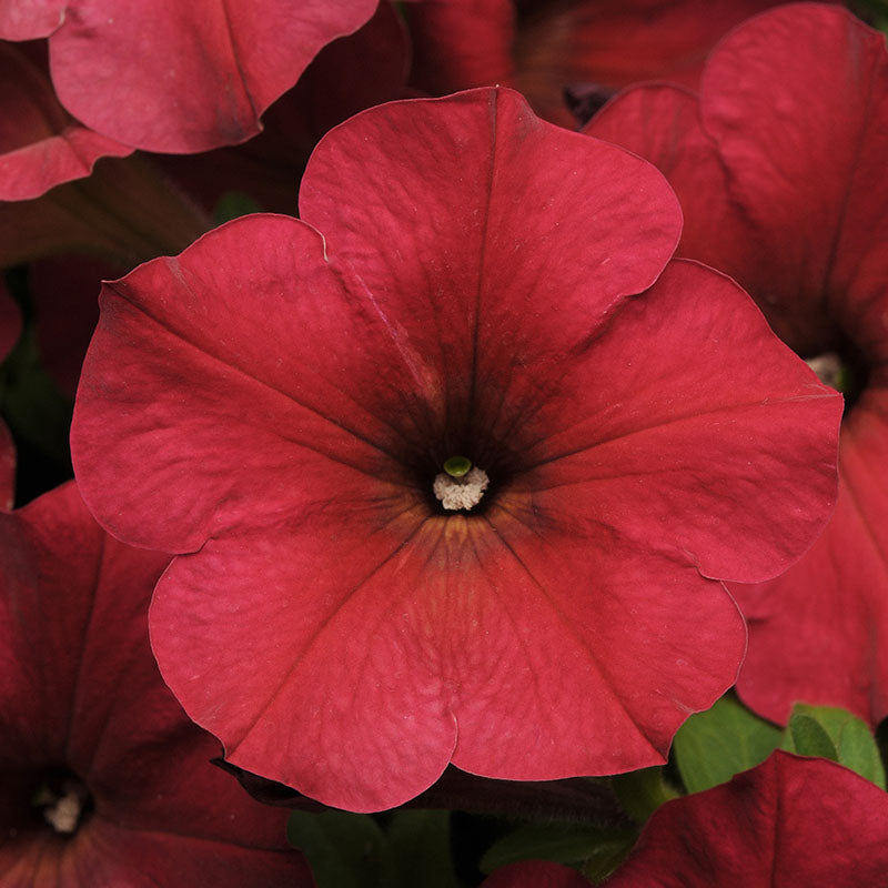 Petunia Easy Wave Velour Berry F1 Seed