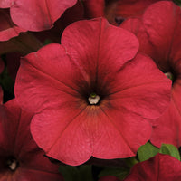 Petunia Easy Wave Velour Berry F1 Seed