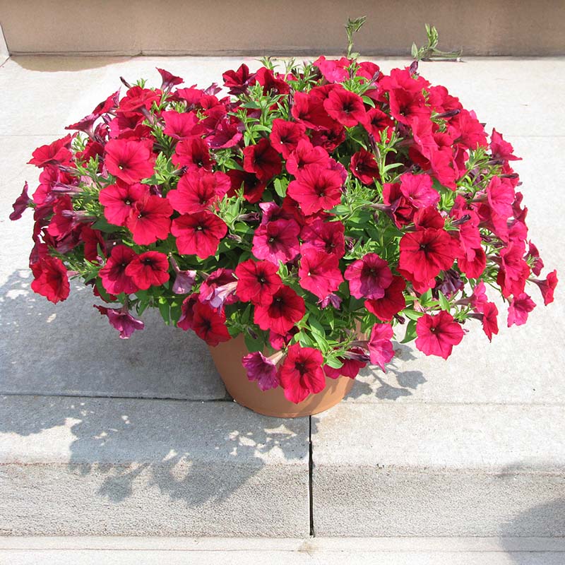 Petunia Easy Wave Velour Berry F1 Seed