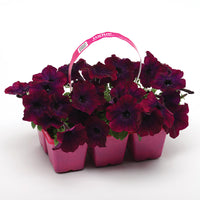 Petunia Easy Wave Velour Burgundy F1 Seed