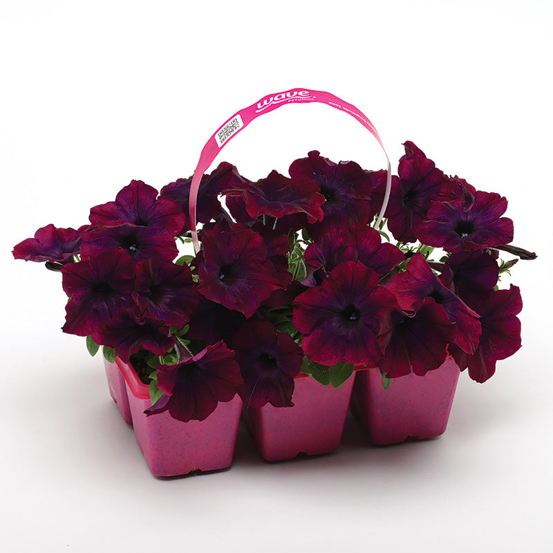 Petunia Easy Wave Velour Burgundy F1 Seed