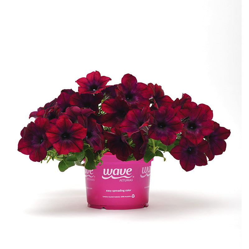 Petunia Easy Wave Velour Burgundy F1 Seed