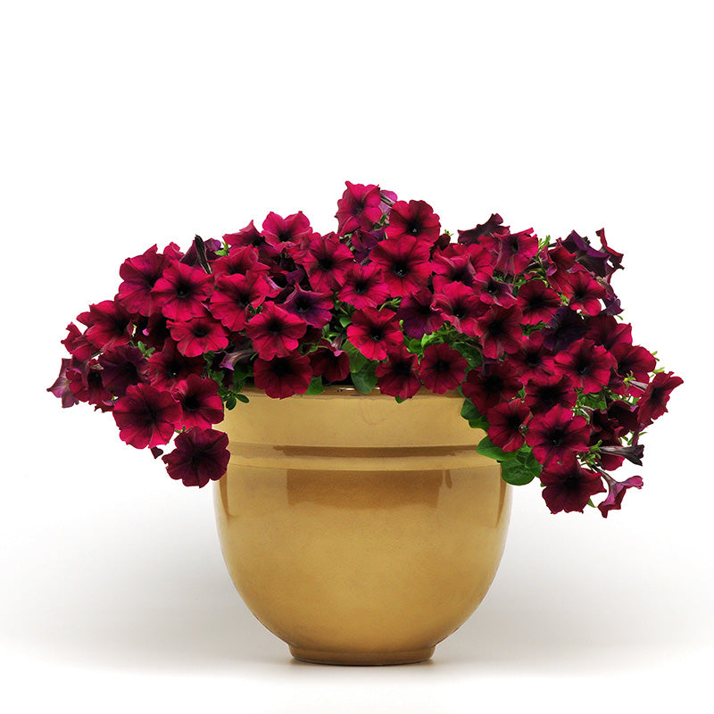 Petunia Easy Wave Velour Burgundy F1 Seed