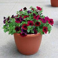 Petunia Easy Wave Velour Burgundy F1 Seed