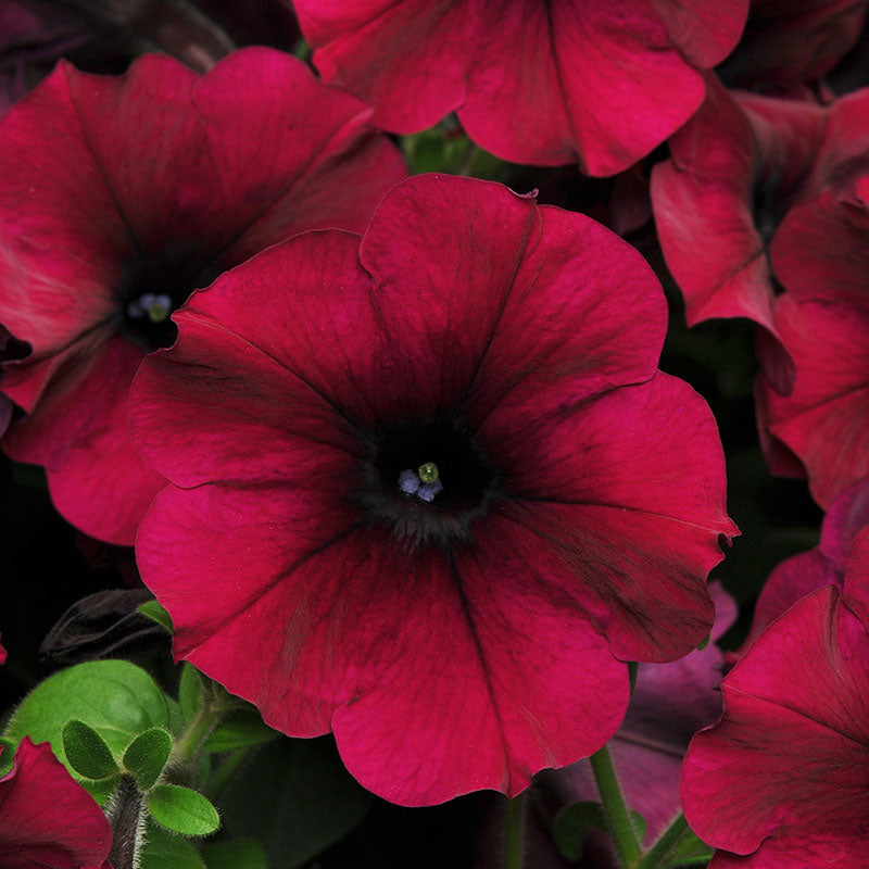 Petunia Easy Wave Velour Burgundy F1 Seed