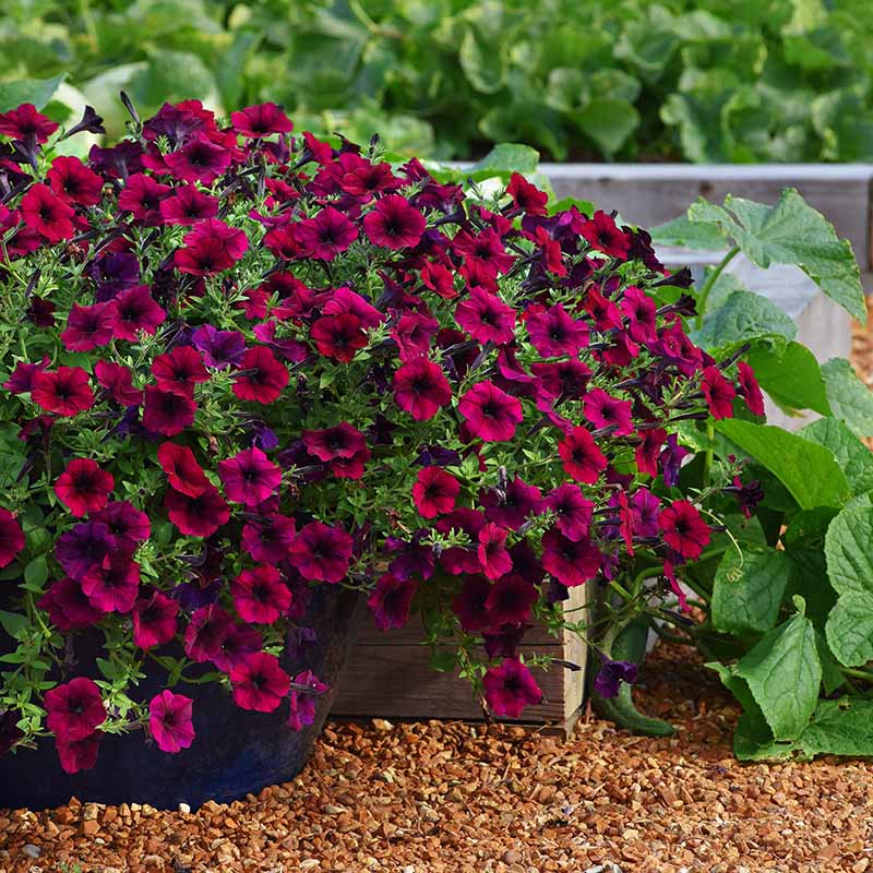 Petunia Easy Wave Velour Burgundy F1 Seed